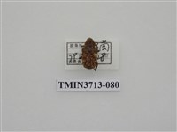 藏品(金龜子科)的圖片